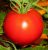 Tomatoes Blitz F1