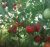 Tomatoes Bohemia F1
