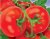 Tomatoes Hercules