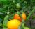 Tomatoes Orange sun