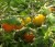 Tomatoes Orlik