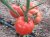 Tomatoes Pelagia