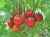 Tomatoes Pygmies