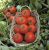 Tomatoes Polbig F1