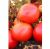 Tomatoes Polfast F1