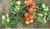 Tomatoes Polar