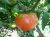 Tomatoes Russian delicious
