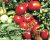 Tomatoes Wave F1