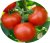 Tomatoes Kamchatka F1