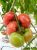 Tomatoes Kyoto