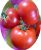 Tomatoes Couch Potato F1