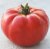 Tomatoes Senior