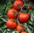 Tomatoes Charisma F1