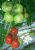 Tomatoes Alcazar F1