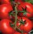 Tomatoes Amstel F1
