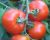 Tomatoes Bityug F1