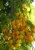 Tomatoes Cherry yellow