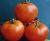 Tomatoes Vologda F1