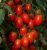 Tomatoes Galapagos