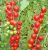 Tomatoes Cherry Red