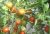 Tomatoes Gamayun F1
