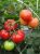 Tomatoes Gorlinka