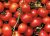 Tomatoes Darnitsya F1