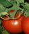 Tomatoes Associate Professor F1