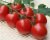 Tomatoes Kineshma F1