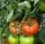 Tomatoes Square F1