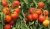 Tomatoes Massad F1