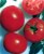 Tomatoes Spartacus