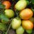 Tomatoes AMIC