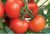 Tomatoes Tselsus F1