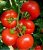 Tomatoes Magnus F1