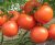 Tomatoes Hector F1