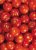 Tomatoes Orco F1
