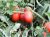 Tomatoes Red Sky F1