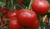 Tomatoes Admiral F1