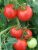 Tomatoes Viscount F1