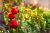 Tomatoes Dubok