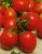 Tomatoes Ronco F1
