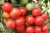 Tomatoes Sweet F1