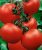 Tomatoes Frant F1
