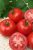 Tomatoes Shipka F1