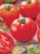 Tomatoes Fantomas F1