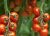 Tomatoes Sapporo