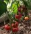 Tomatoes Rosemary pound