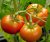 Tomatoes Reflex F1