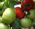 Tomatoes Rector